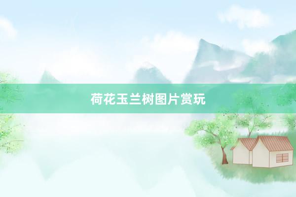 荷花玉兰树图片赏玩